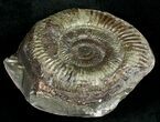 Pyritized Dactylioceras Ammonite - UK #10549-1